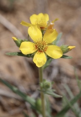 Mentzelia pectinata