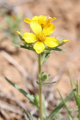 Mentzelia pectinata