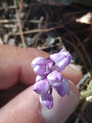 Orchis anatolica
