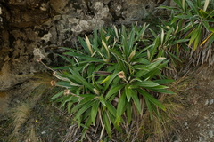 Celmisia spectabilis magnifica