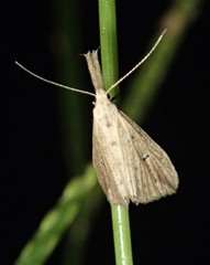 Trigonistis demonias