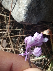 Orchis anatolica