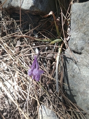 Orchis anatolica
