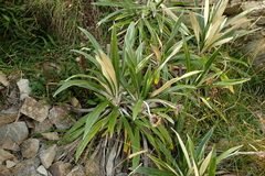 Celmisia spectabilis magnifica