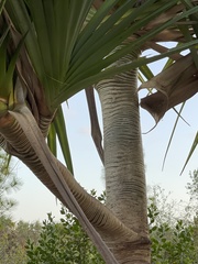 Pandanus utilis
