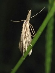 Trigonistis demonias