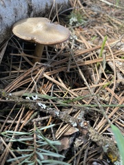 Entoloma holoconiotum