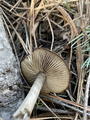 Entoloma holoconiotum