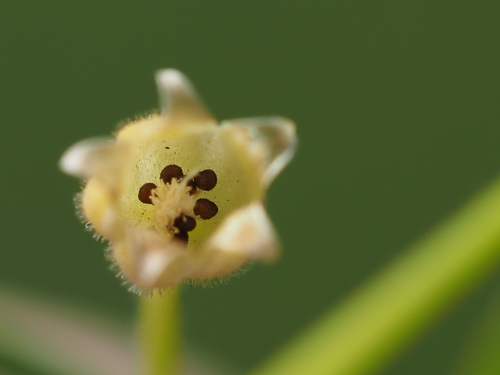 Image of Sagina japonica by no rights reserved