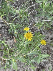 Borrichia frutescens image