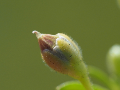 Image of Sagina japonica by no rights reserved