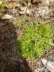 Lachnocaulon anceps