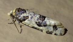 Henricus infernalis