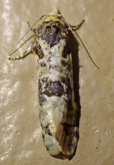Henricus infernalis