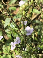 Murdannia loriformis
