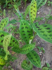 Goeppertia villosa