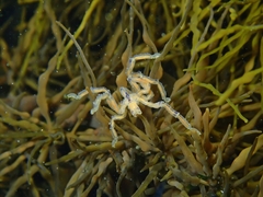 Pallenopsis macneilli