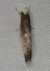 Tinea occidentella
