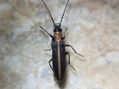 Oxycopis