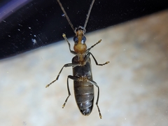 Oxycopis