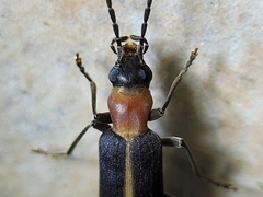 Oxycopis