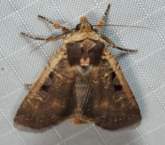 Parabagrotis