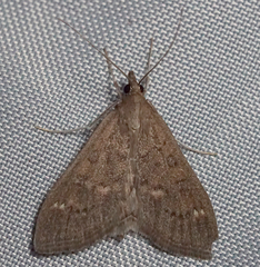 Mecyna mustelinalis