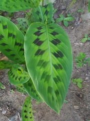 Goeppertia villosa