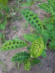 Goeppertia villosa