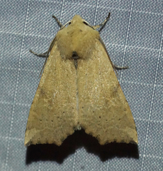 Perigonica angulata