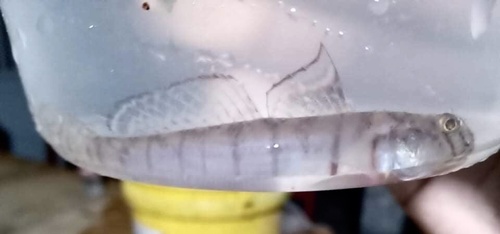 River goby (Awaous flavus) — Gobiidae