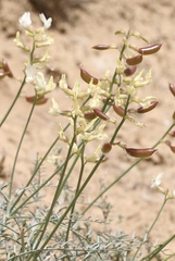 Astragalus pachypus