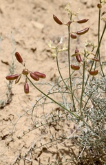 Astragalus pachypus