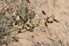 Astragalus pachypus