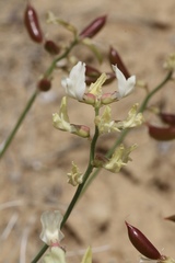 Astragalus pachypus