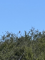 Artemisiospiza belli