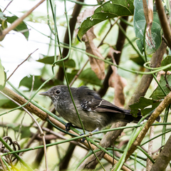 Cercomacra melanaria