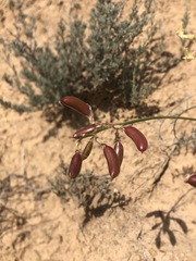 Astragalus pachypus