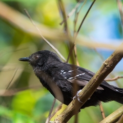 Cercomacra melanaria