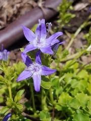 Campanula garganica