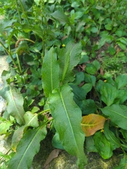 Rumex japonicus
