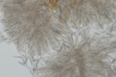 Sclerotinia