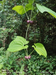 Dioscorea sansibarensis
