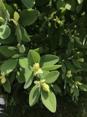 Baptisia nuttalliana