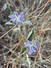 Solanum lanceolatum