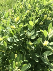 Baptisia nuttalliana