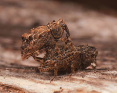 Tapinocis subapicalis