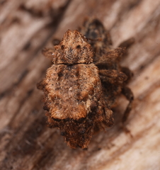 Tapinocis subapicalis