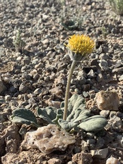 Encelia nutans