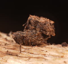 Tapinocis subapicalis